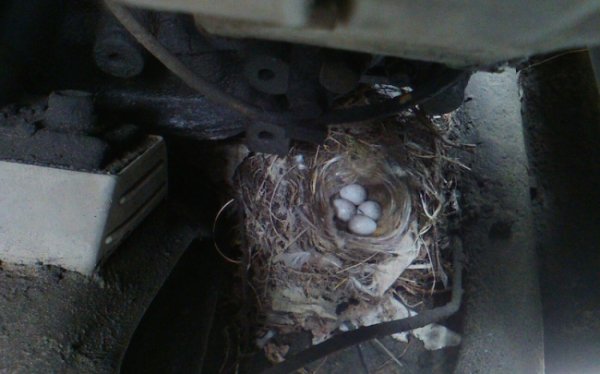 Почему бы и нет: В Кургане птица отложила яйца под капотом «ГАЗели»