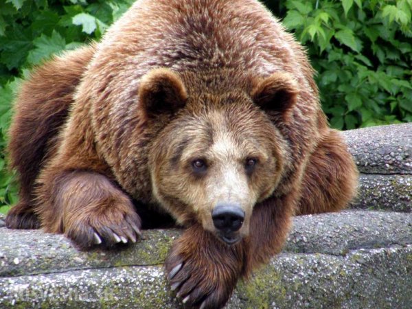 В зоопарке Воронежа показали начало дня для медведицы