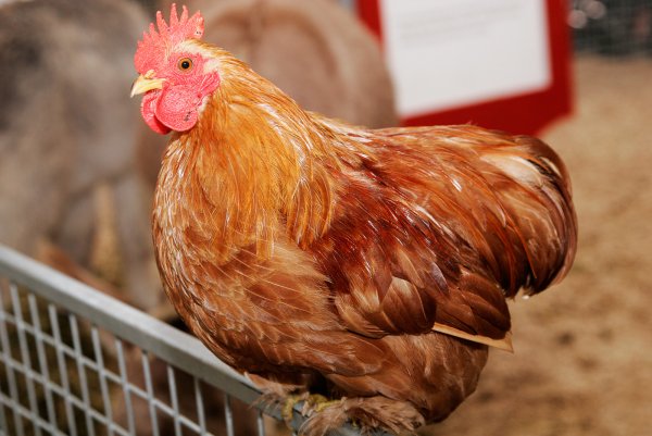 Казахстан запретил ввоз продукции из десятков российских птицефабрик