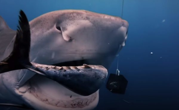 Бесстрашный дайвер из Флориды заглянул в пасть тигровой акуле и снял это на видео