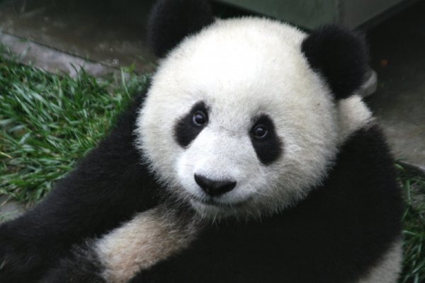В Китае панда родила детенышей-близнецов