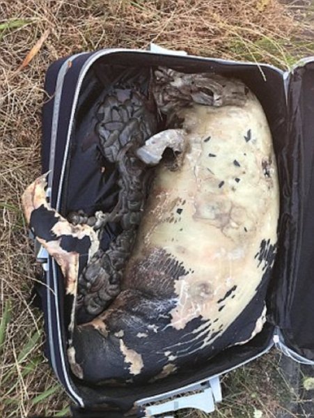 В Британии на автостоянке обнаружили мертвого бурого дельфина в чемодане
