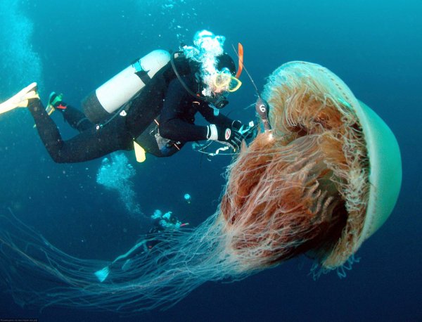 Гигантские ядовитые медузы оккупировали британские пляжи