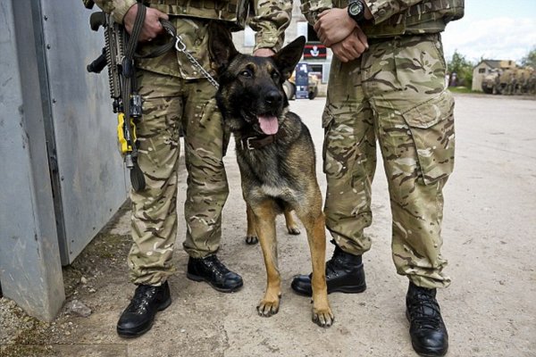 Собака-герой спасает шесть спецназовцев британского подразделения SAS в Сирии