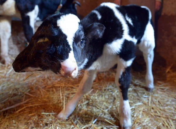 На бразильской ферме родился двуглавый теленок-мутант