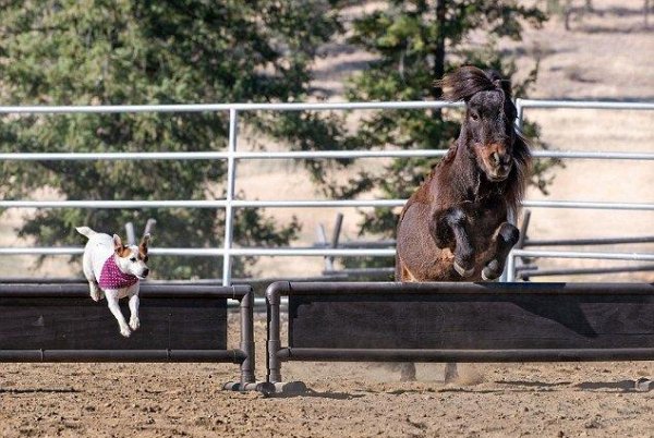 В США на ферме пес и лошадь стали лучшими друзьями