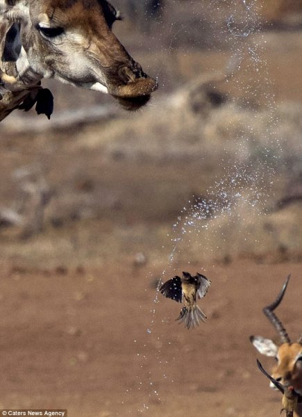 В Южной Африке жираф устроил душ для пролетавшей мимо птицы