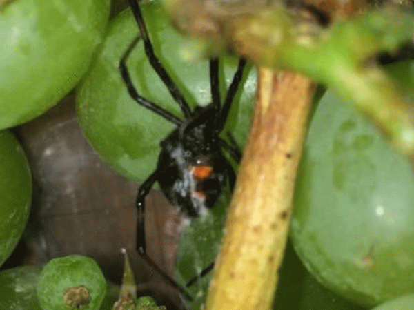 Смертоносный паук оказался в безобидном винограде