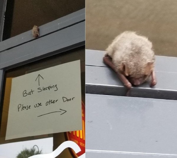 Спящая летучая мышь над дверью магазина умилила Сеть