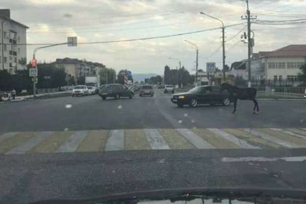 Одна лошадиная сила гуляла по дорогам города в КБР