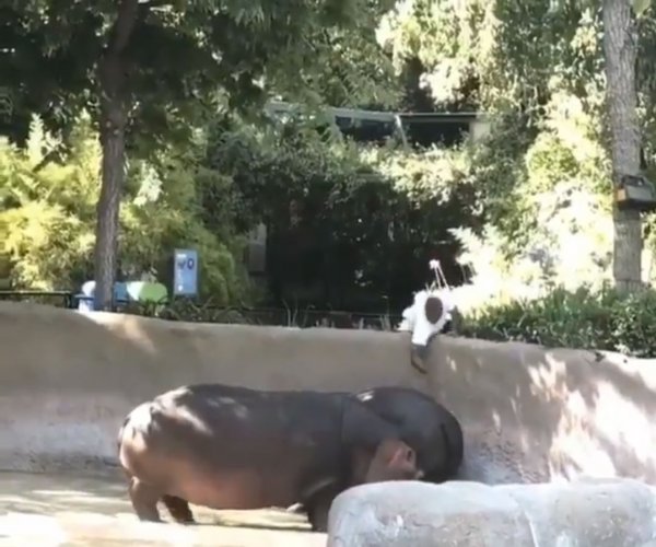 В США посетитель пришел в зоопарк, чтобы отшлепать бегемотиху Рози