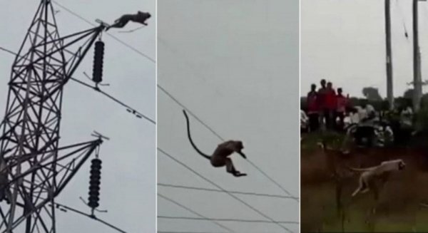 Смертельно опасный прыжок обезьяны с ЛЭП попал на видео