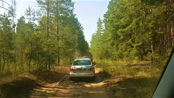 Жители Лосево валят деревья на путях объезда пробок на М4 «Дон» – соцсети