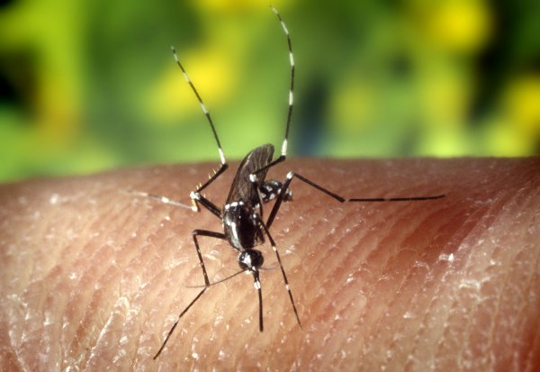 Комары могут унести  тысячи жизней на Олимпиаде-2020 в Токио