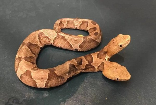 Одно тело, две головы: Редкую ядовитую змею обнаружили жители США - герпетолог