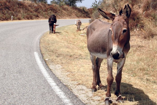 Толстым туристам запретили ездить на ослах в Греции