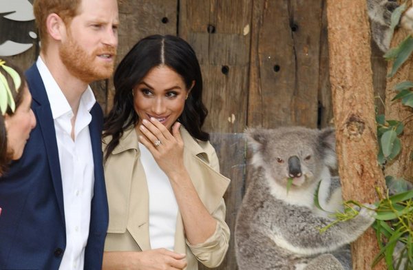 В честь Меган Маркл и принца Гарри назвали коал в зоопарке Сиднея