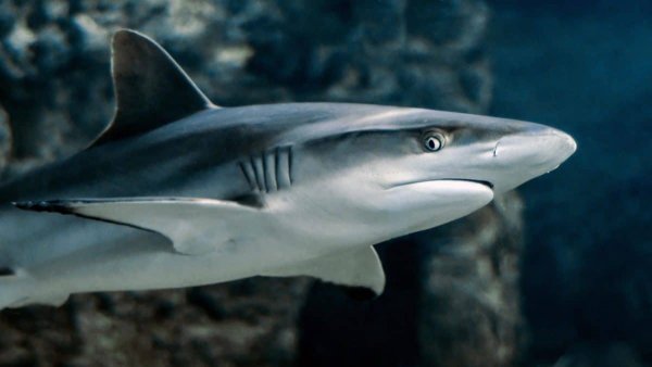 У побережья Ирландии обнаружен питомник акул