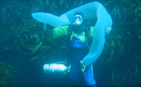Водолазы обнаружили восьмиметровый «морской огурец» у берегов Новой Зеландии