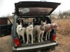 «Собачий тест-драйв»: Езда «Нивы» на упряжке с псами «взорвала» сеть