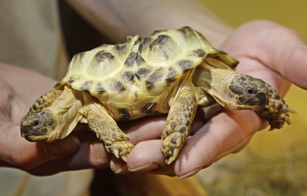 Черепаха-мутант с двумя головами из Китая ужаснула пользователей Сети