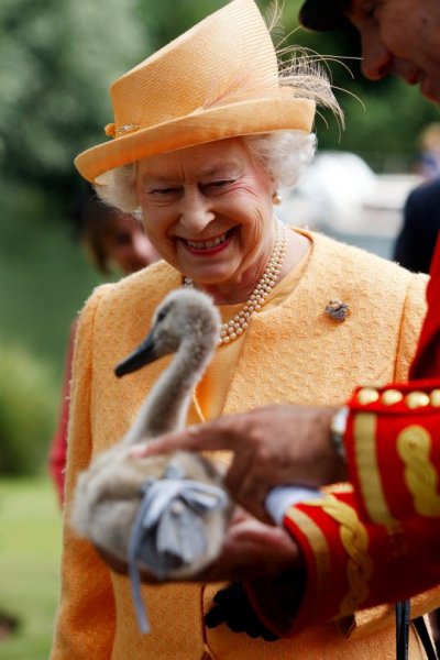 Лебедей королевы Елизаветы жестоко расстреляли в графстве Кент – СМИ