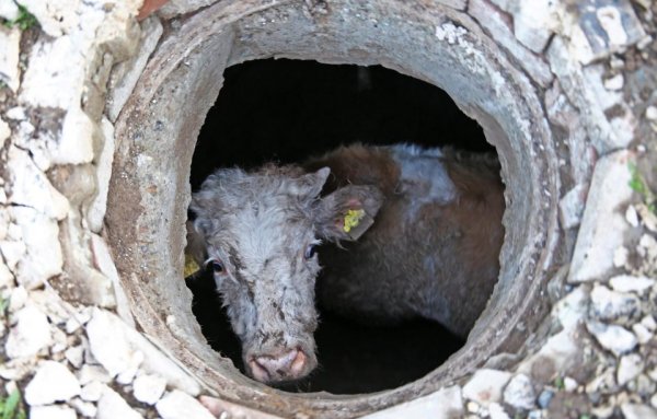 В Турции собака помогла спасти провалившуюся в люк корову