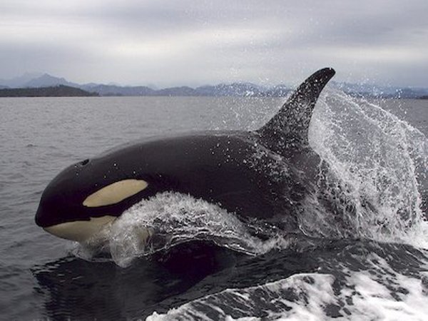 В Калифорнии гигантские киты-убийцы открыли охоту на местных рыбаков