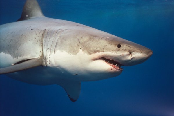 У берегов США акула чуть не убила 13-летнего мальчика