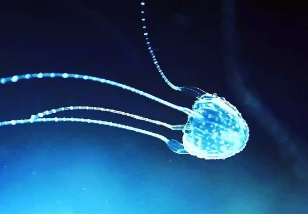 В Австралии более 20 человек получили повреждения от ядовитых медуз
