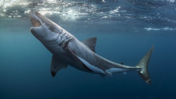 В США осудили рыбака за жестокое убийство большой белой акулы