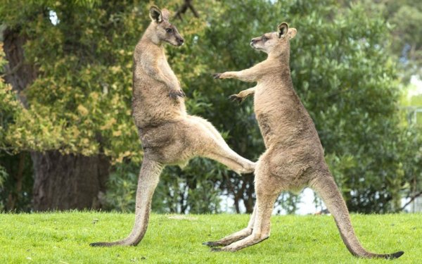 Братья Кличко отдыхают: Австралийские кенгуру устроили боксерский поединок