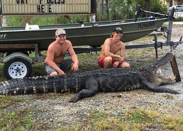 Во Флориде охотники поймали 350-килограммового аллигатора