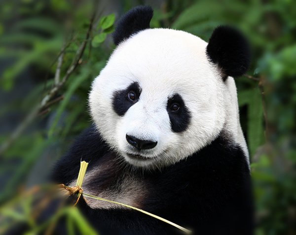 В зоопарке Эдинбурга штрафуют людей, которые отвлекли панд от спаривания
