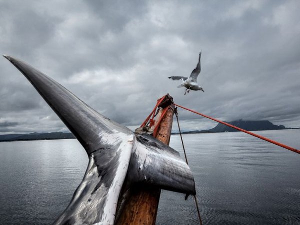 Популяция китов-полосатиков стремительно уничтожается китобоями Норвегии