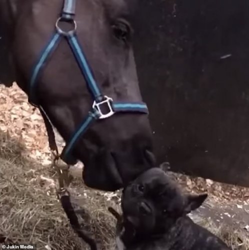 Это любовь: Очевидцы сфотографировали «поцелуй» бульдога и лошади