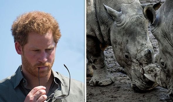 Принц Гарри мог погибнуть из-за нападения черного носорога – биограф